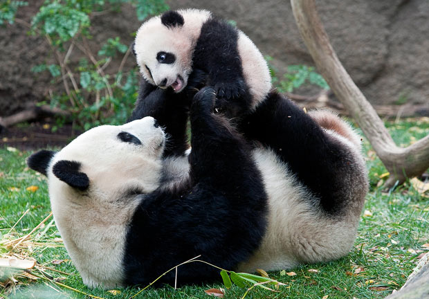 Detail Pictures Of Real Pandas Nomer 14