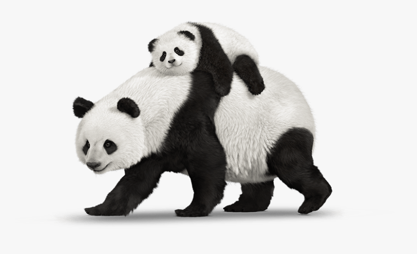 Detail Pictures Of Real Pandas Nomer 15