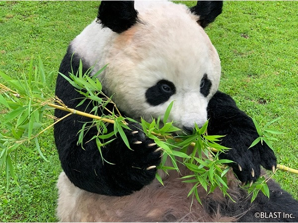 Detail Pictures Of Real Pandas Nomer 16