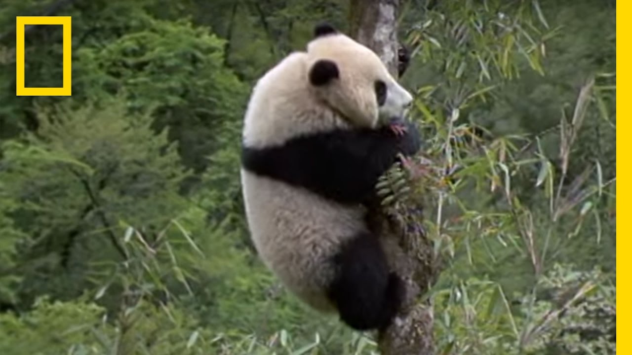 Detail Pictures Of Real Pandas Nomer 18