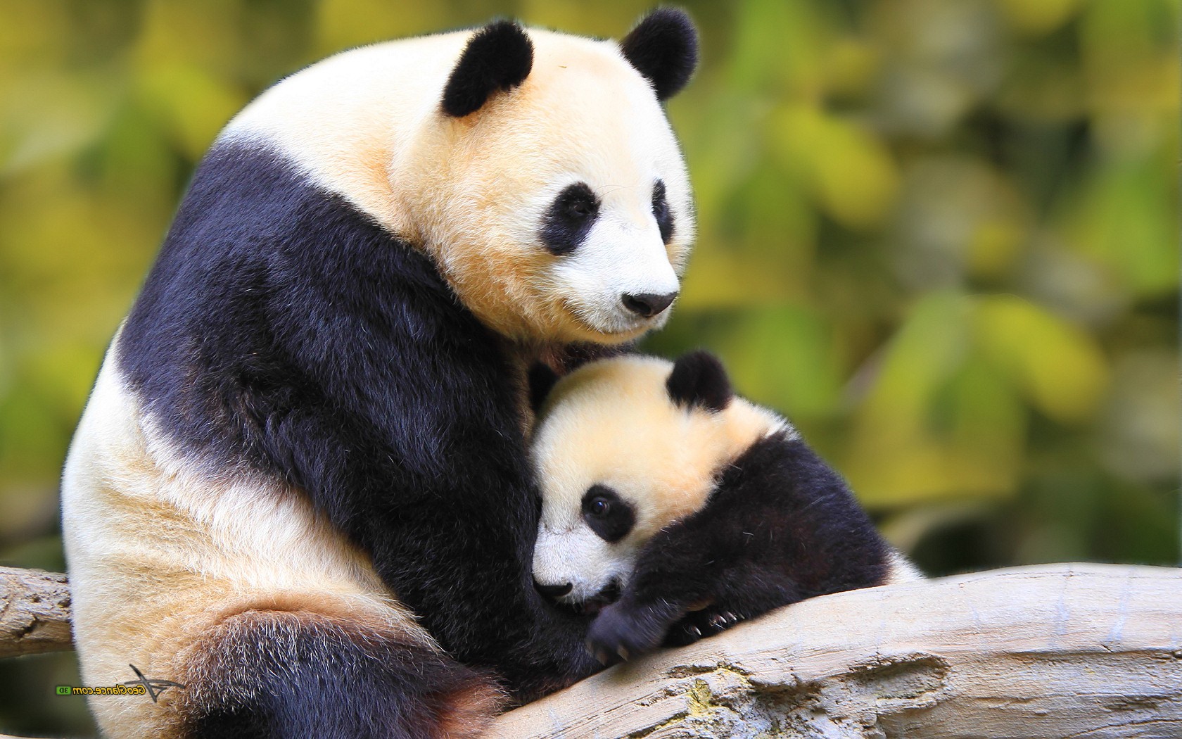 Detail Pictures Of Real Pandas Nomer 19