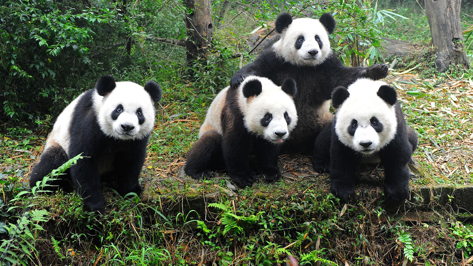 Detail Pictures Of Real Pandas Nomer 22