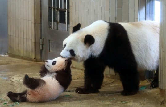 Detail Pictures Of Real Pandas Nomer 23