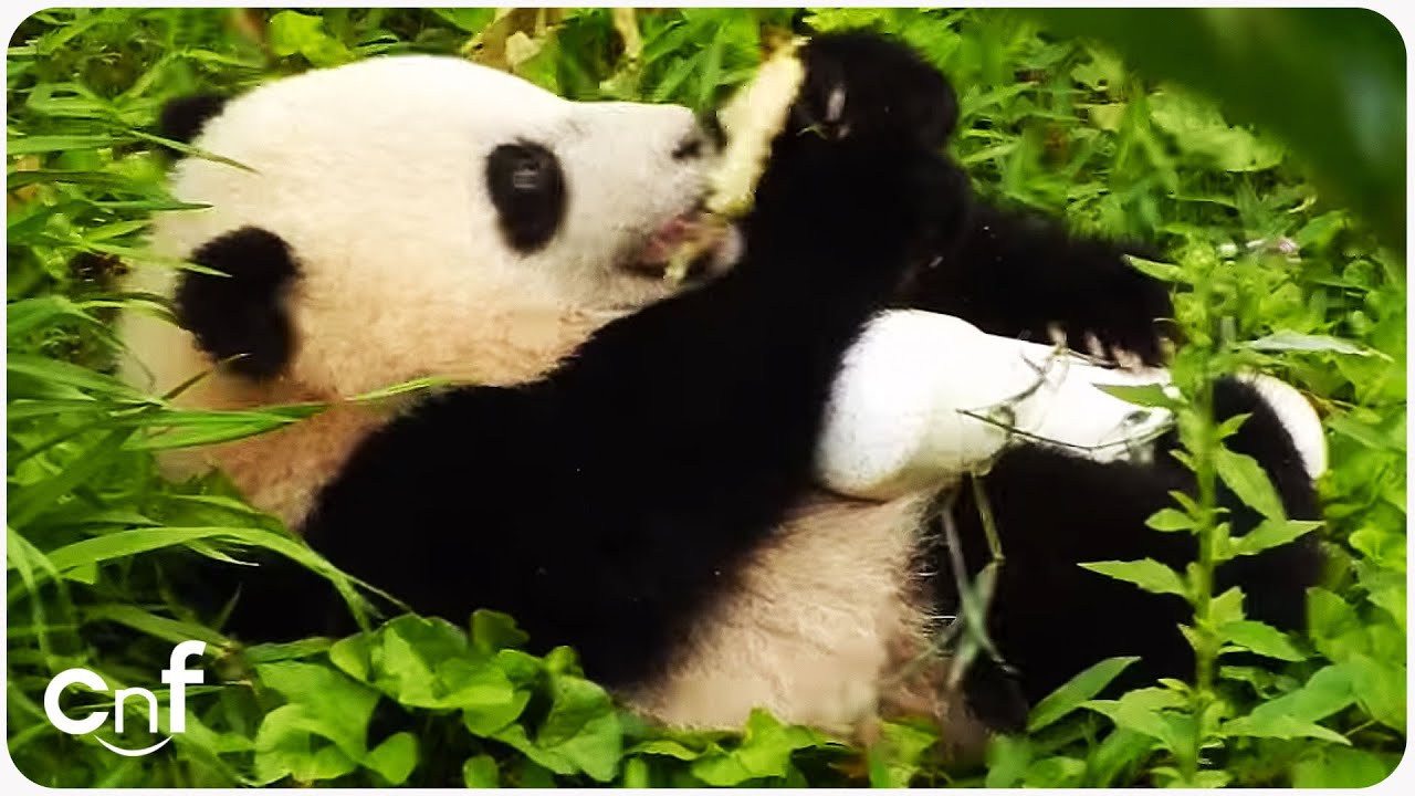 Detail Pictures Of Real Pandas Nomer 24