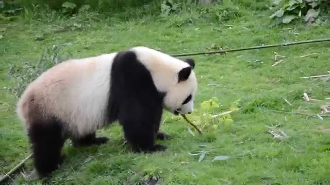 Detail Pictures Of Real Pandas Nomer 26