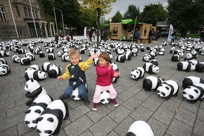Detail Pictures Of Real Pandas Nomer 27