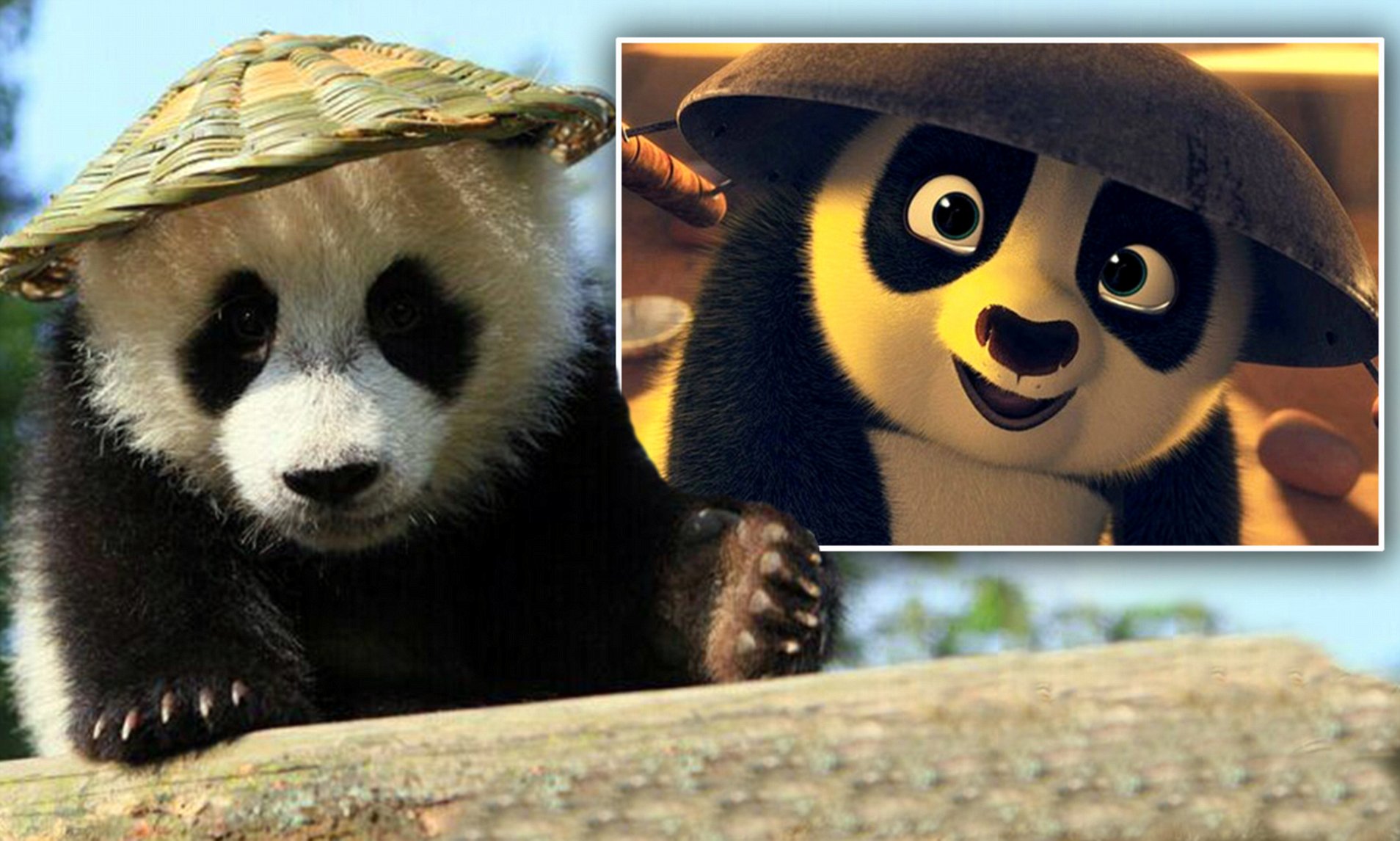 Detail Pictures Of Real Pandas Nomer 28