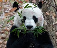 Detail Pictures Of Real Pandas Nomer 29