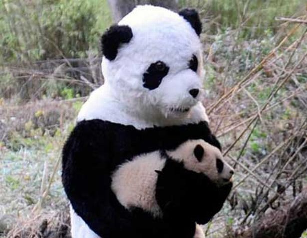 Detail Pictures Of Real Pandas Nomer 31