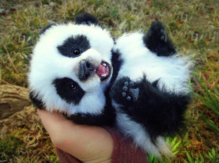 Detail Pictures Of Real Pandas Nomer 32