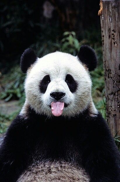 Detail Pictures Of Real Pandas Nomer 33