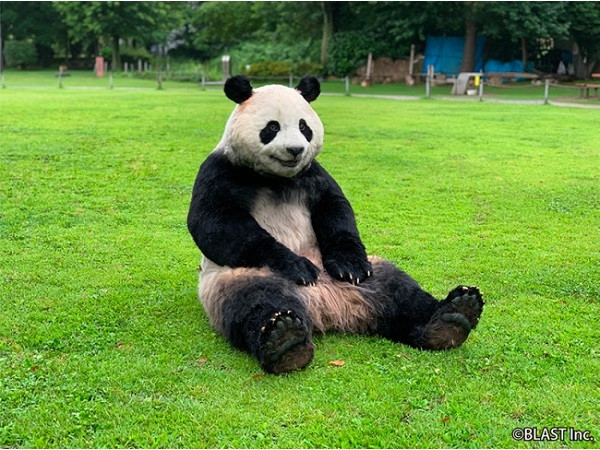 Detail Pictures Of Real Pandas Nomer 5
