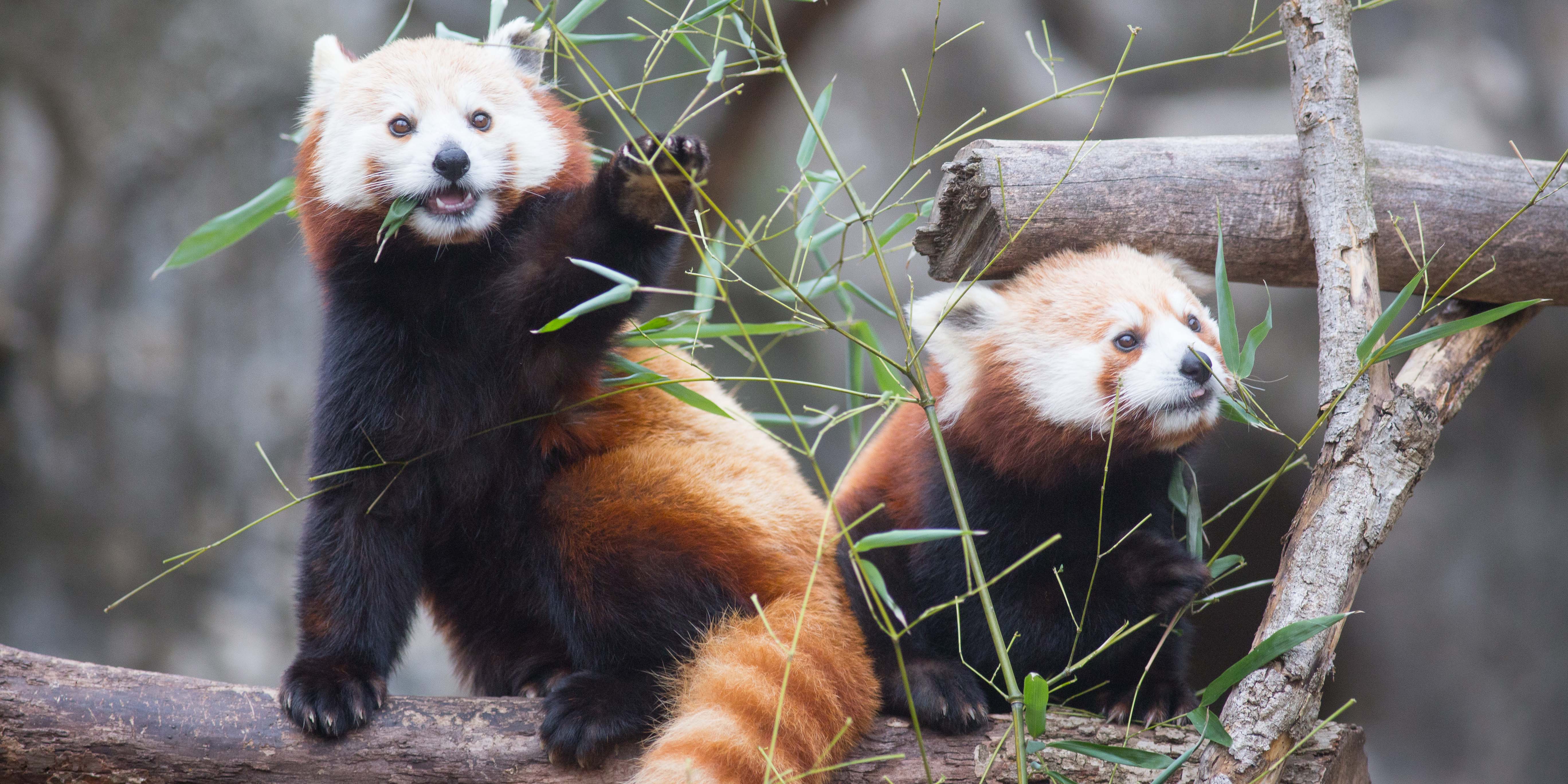 Detail Pictures Of Real Pandas Nomer 35