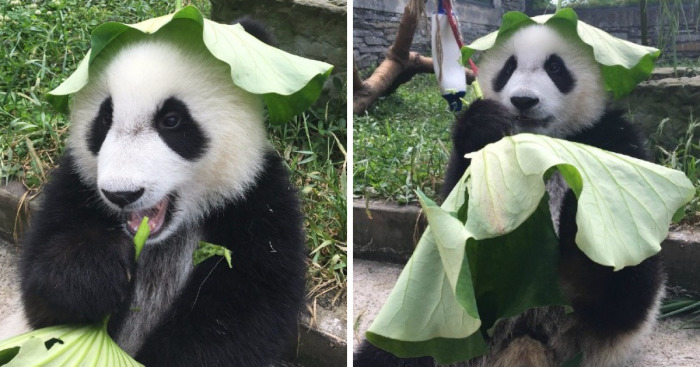 Detail Pictures Of Real Pandas Nomer 39
