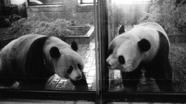 Detail Pictures Of Real Pandas Nomer 40