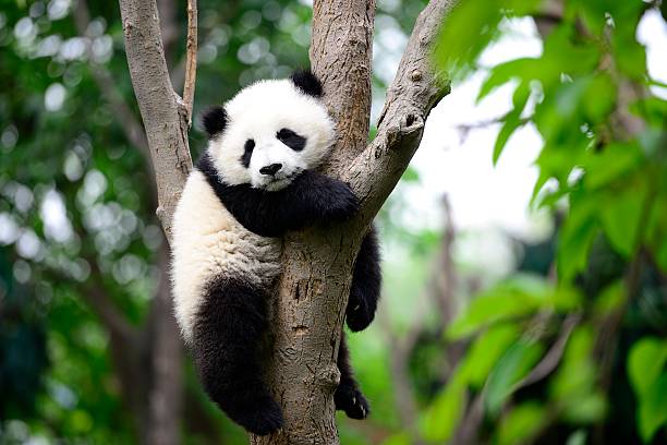 Detail Pictures Of Real Pandas Nomer 42