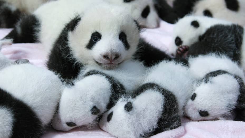 Detail Pictures Of Real Pandas Nomer 44