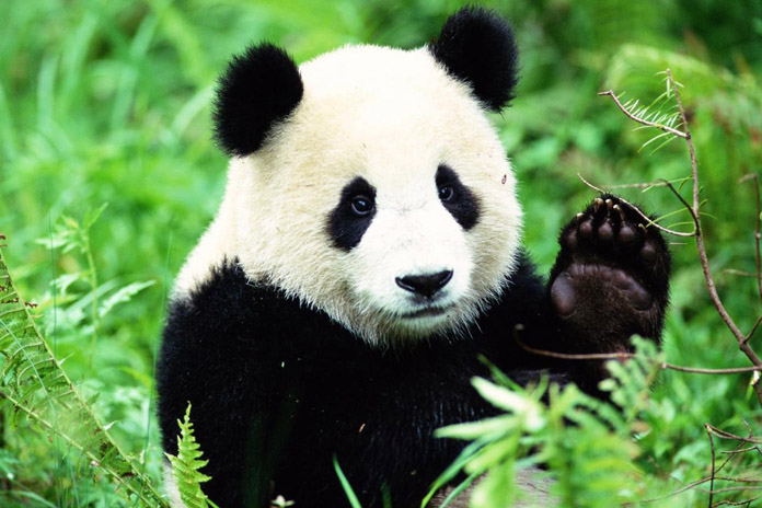 Detail Pictures Of Real Pandas Nomer 45