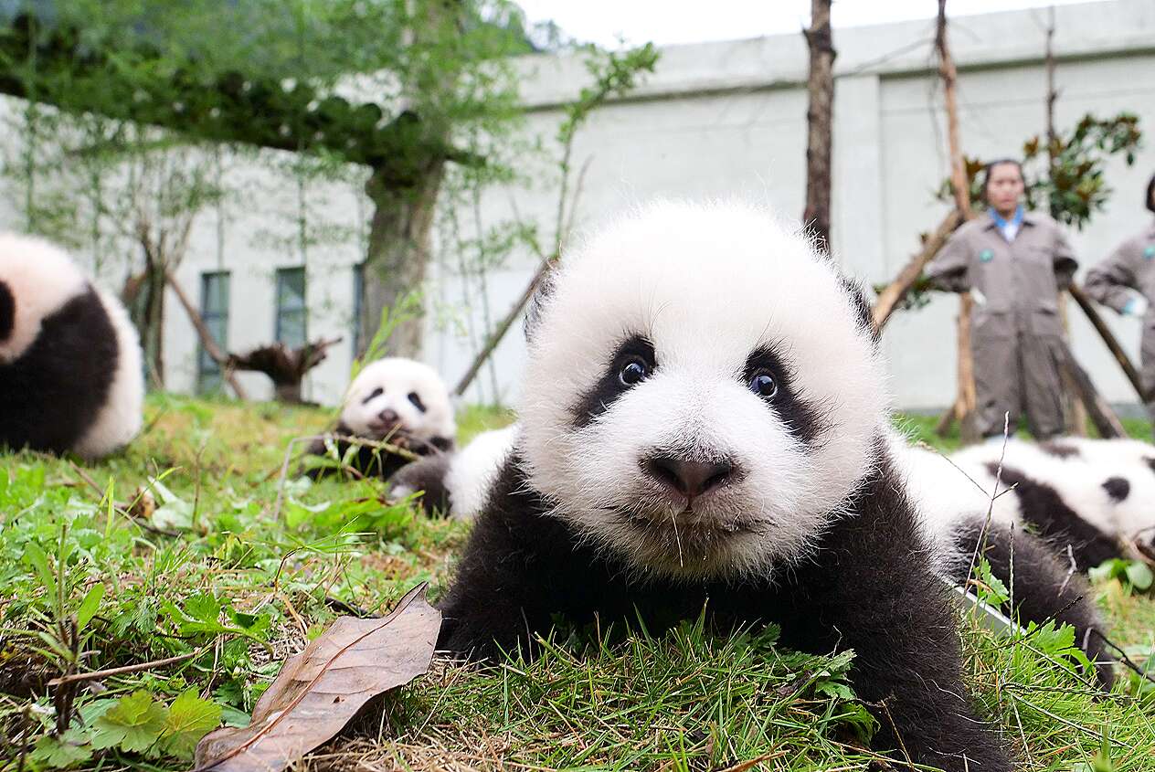 Detail Pictures Of Real Pandas Nomer 46