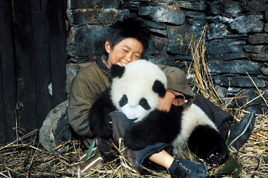 Detail Pictures Of Real Pandas Nomer 47