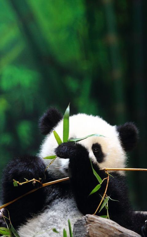 Detail Pictures Of Real Pandas Nomer 48