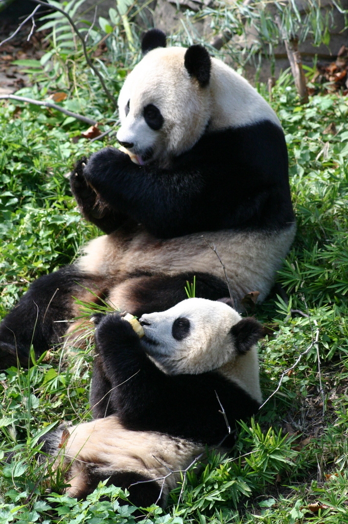 Detail Pictures Of Real Pandas Nomer 49