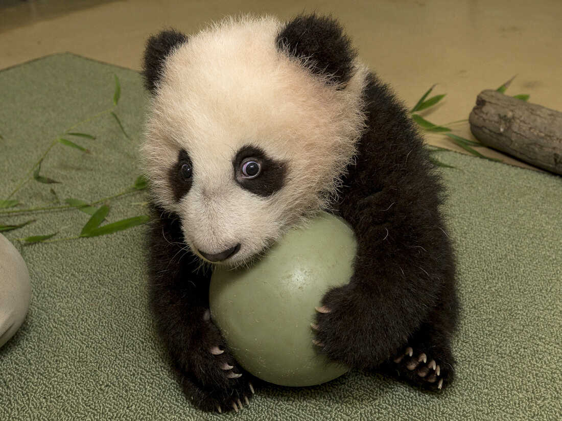 Detail Pictures Of Real Pandas Nomer 6