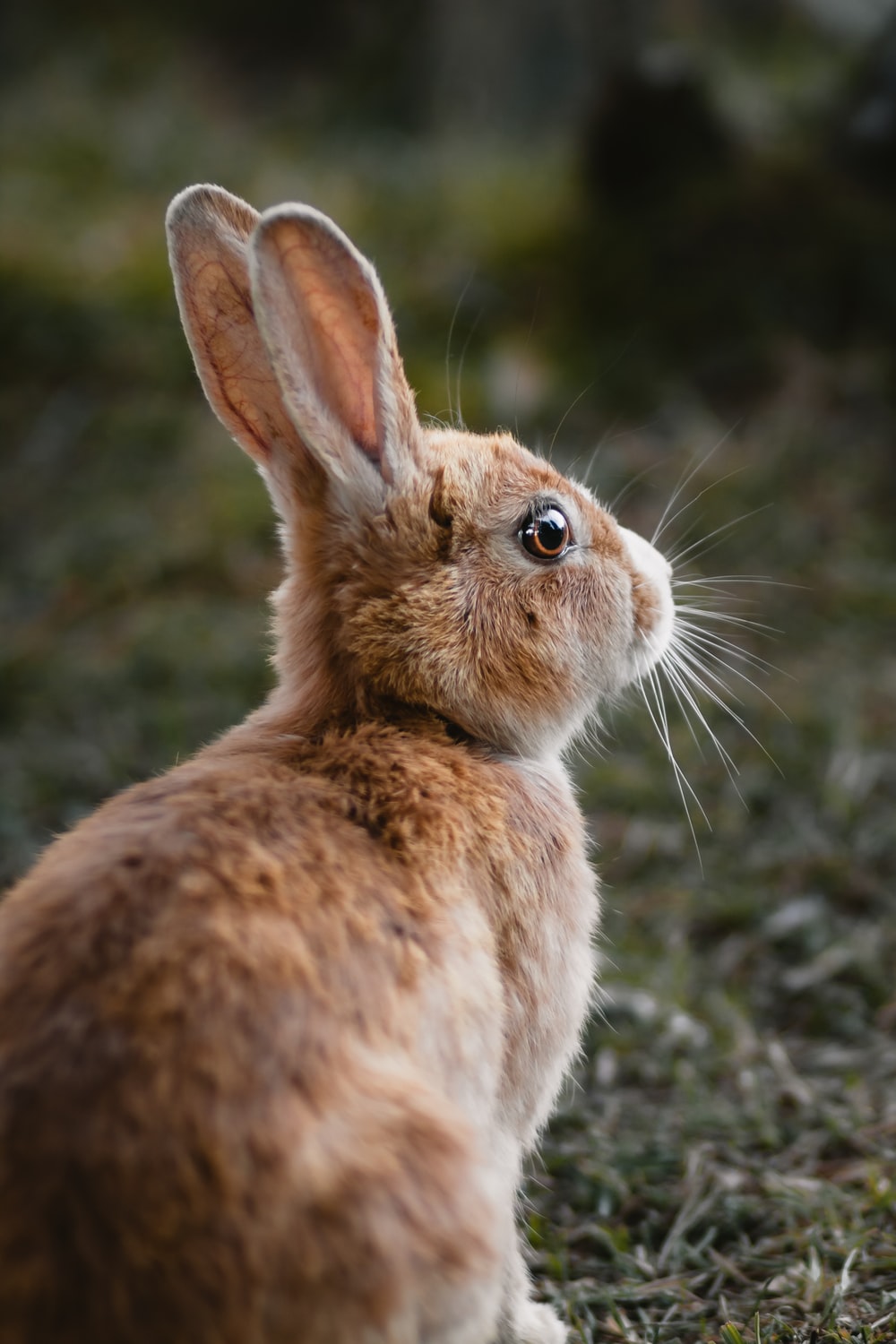 Detail Pictures Of Real Rabbits Nomer 5