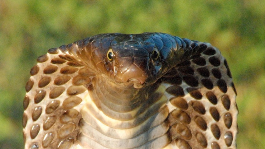 Detail Pictures Of Real Snakes Nomer 7