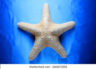 Detail Pictures Of Real Starfish Nomer 2