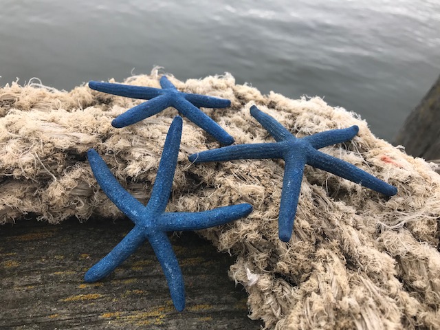 Detail Pictures Of Real Starfish Nomer 16