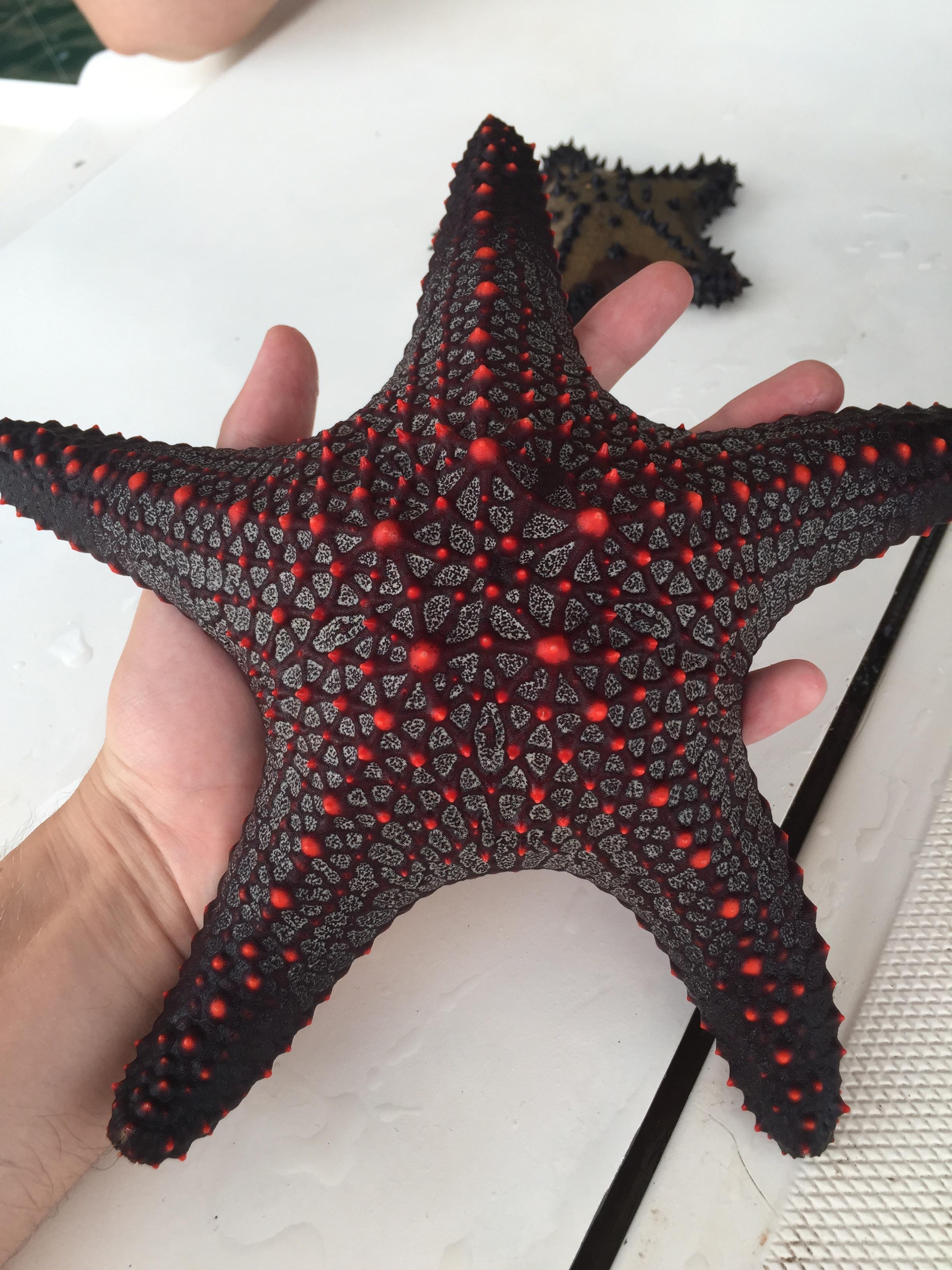 Detail Pictures Of Real Starfish Nomer 21