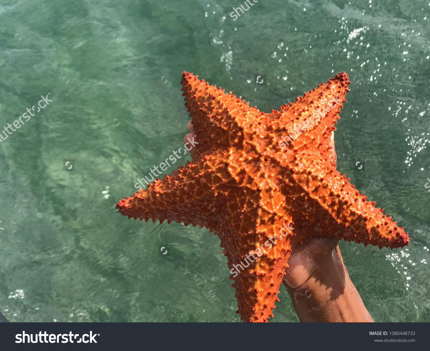 Detail Pictures Of Real Starfish Nomer 4