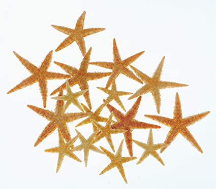 Detail Pictures Of Real Starfish Nomer 47