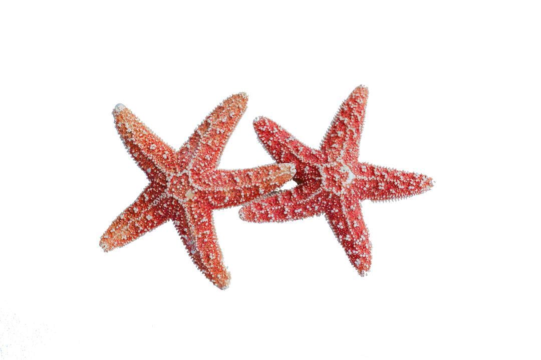 Detail Pictures Of Real Starfish Nomer 8