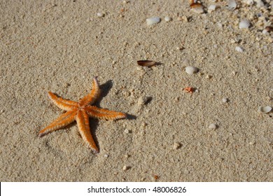 Detail Pictures Of Real Starfish Nomer 9