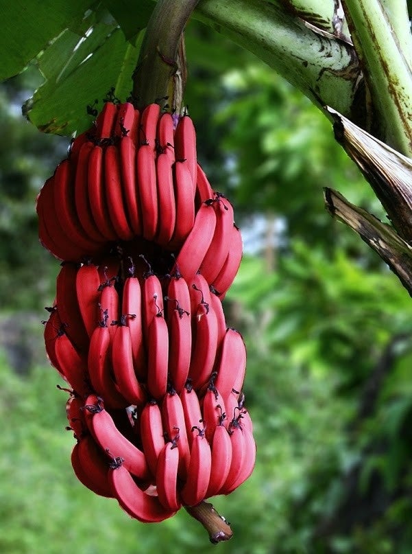 Detail Pictures Of Red Bananas Nomer 14