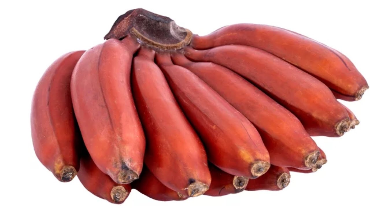 Detail Pictures Of Red Bananas Nomer 4