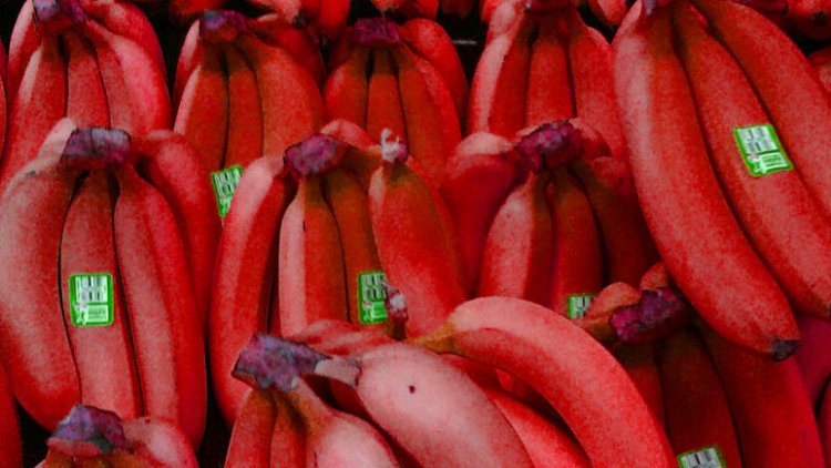 Detail Pictures Of Red Bananas Nomer 41