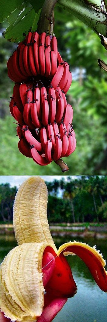 Detail Pictures Of Red Bananas Nomer 48