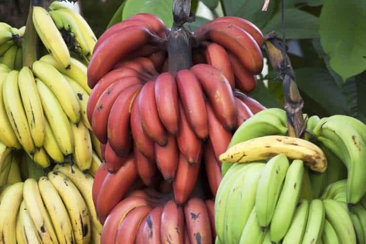 Detail Pictures Of Red Bananas Nomer 8