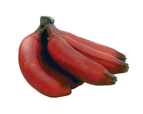 Detail Pictures Of Red Bananas Nomer 9