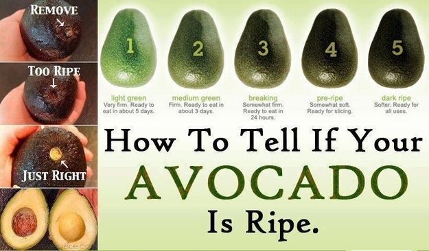 Detail Pictures Of Ripe Avocados Nomer 22