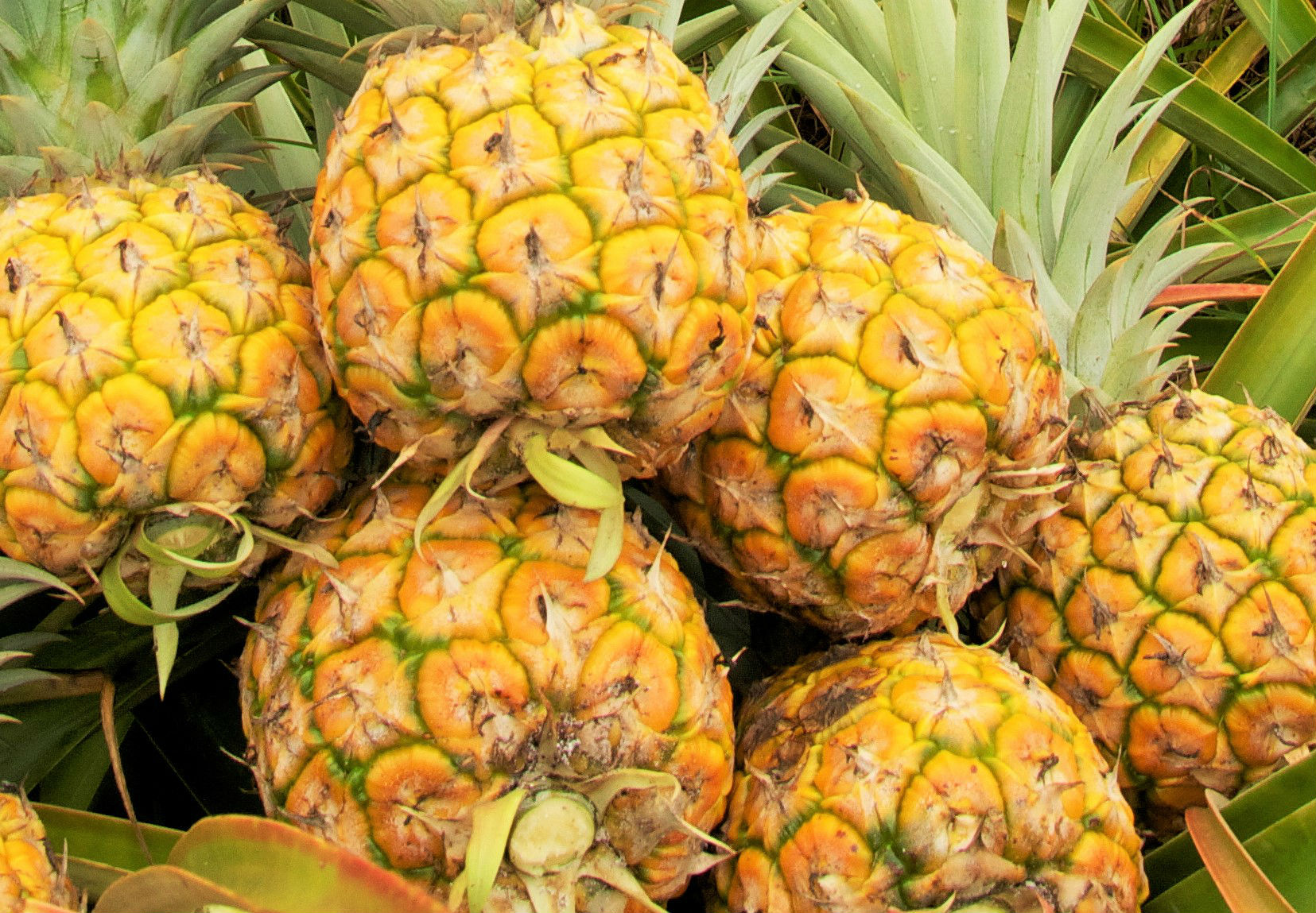 Detail Pictures Of Ripe Pineapples Nomer 28
