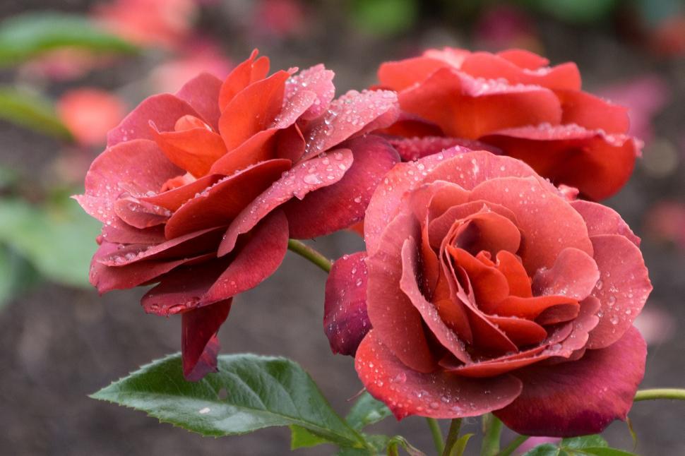 Detail Pictures Of Roses To Download Free Nomer 22