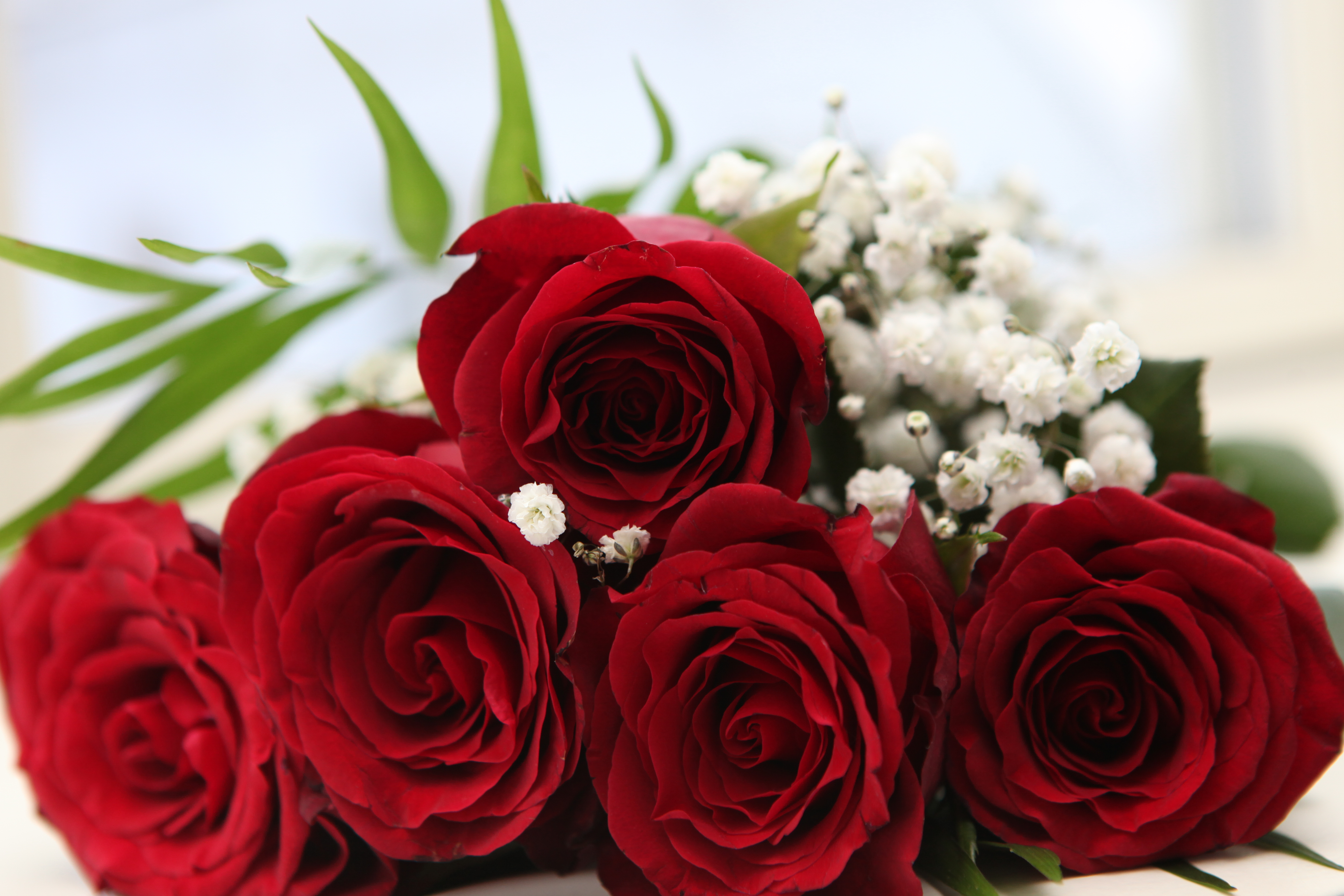 Detail Pictures Of Roses To Download Free Nomer 44