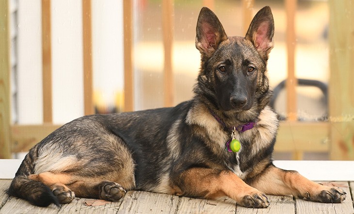 Detail Pictures Of Sable German Shepherds Nomer 12