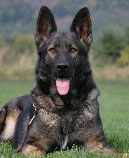 Detail Pictures Of Sable German Shepherds Nomer 15