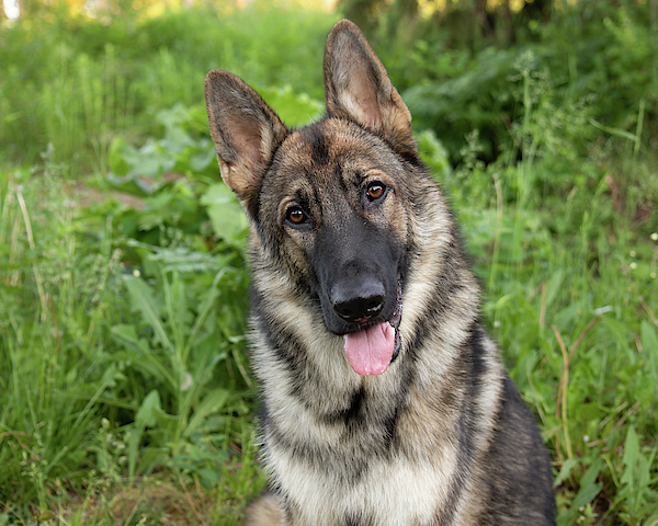 Detail Pictures Of Sable German Shepherds Nomer 16