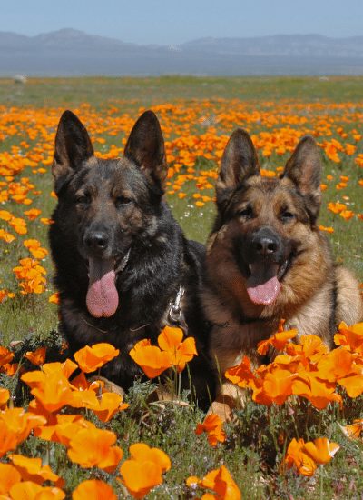 Detail Pictures Of Sable German Shepherds Nomer 21